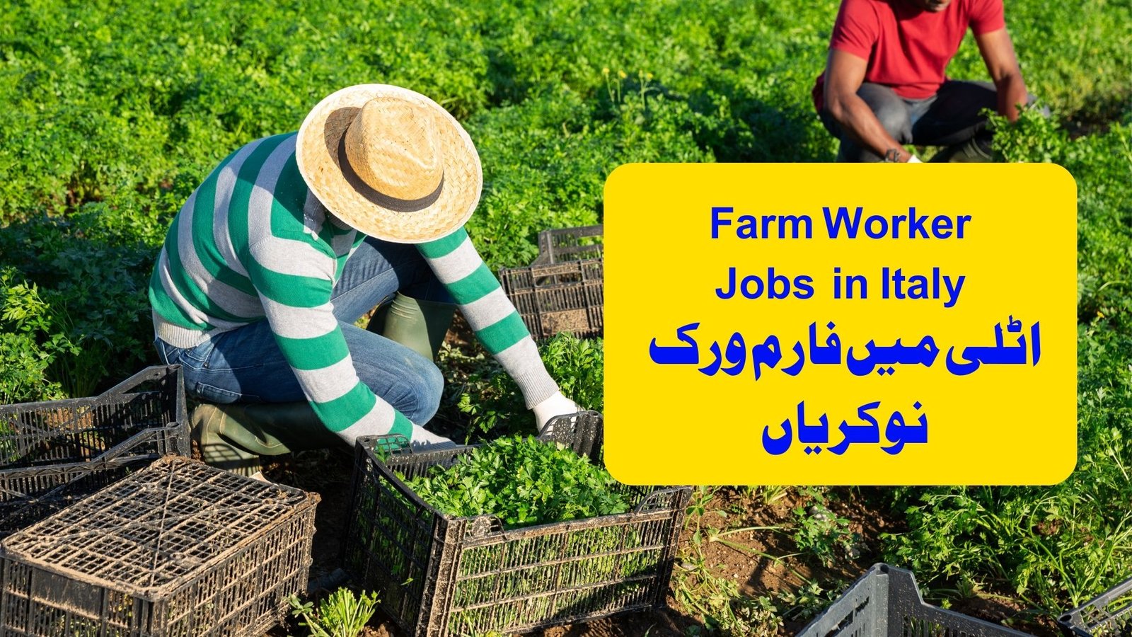 Farm Worker Jobs in Italy